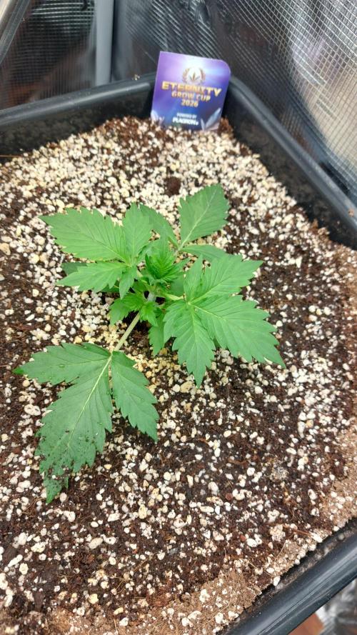 Sticky Broccoli Auto. Week 3