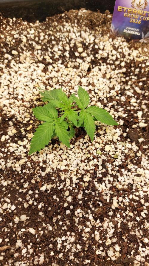 Sticky Broccoli Auto. Week 3