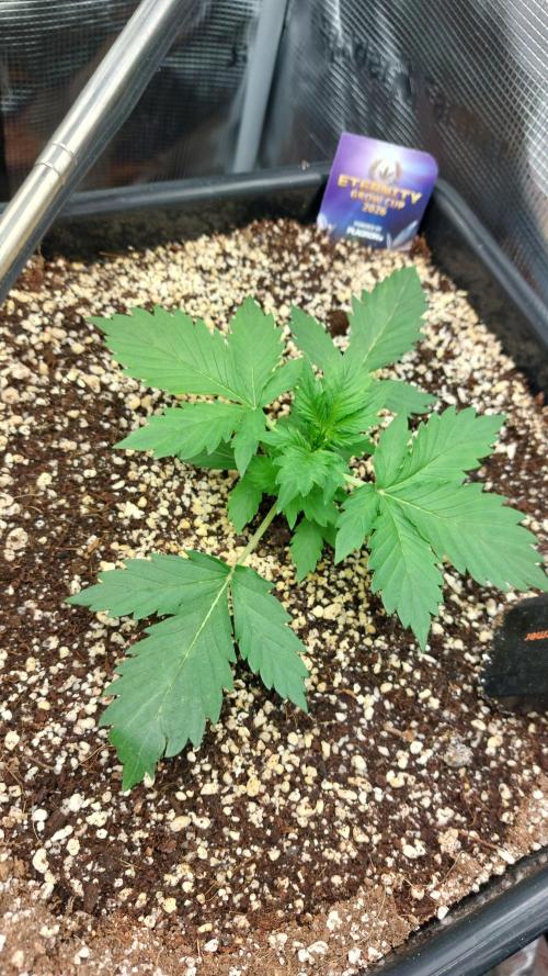 Sticky Broccoli Auto. Week 3