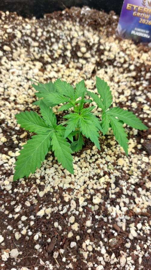 Sticky Broccoli Auto. Week 3