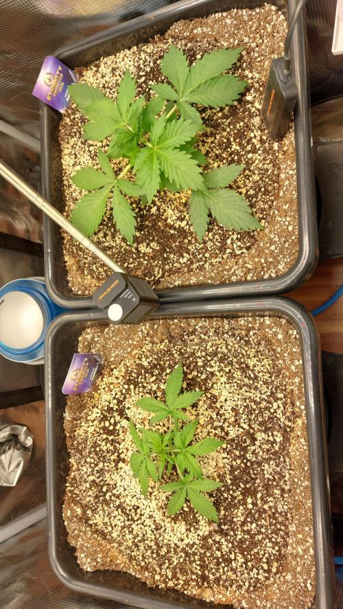 Sticky Broccoli Auto. Week 3