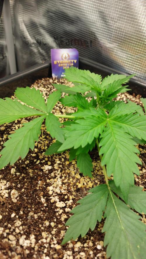Sticky Broccoli Auto. Week 3