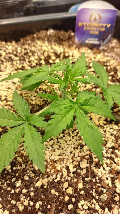 Sticky Broccoli Auto. Week 3