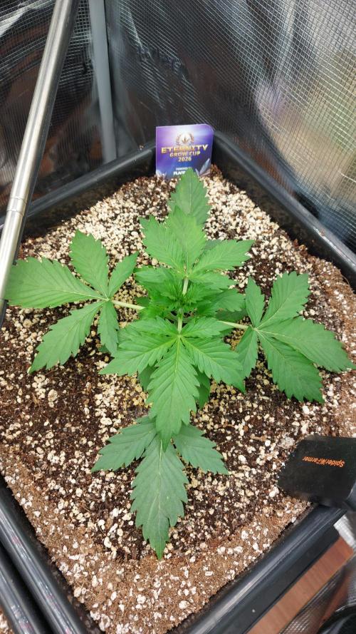 Sticky Broccoli Auto. Week 3
