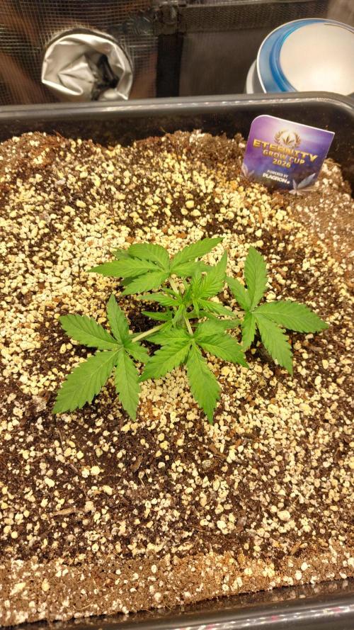 Sticky Broccoli Auto. Week 3