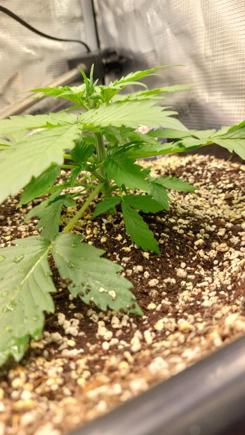 Sticky Broccoli Auto. Week 4