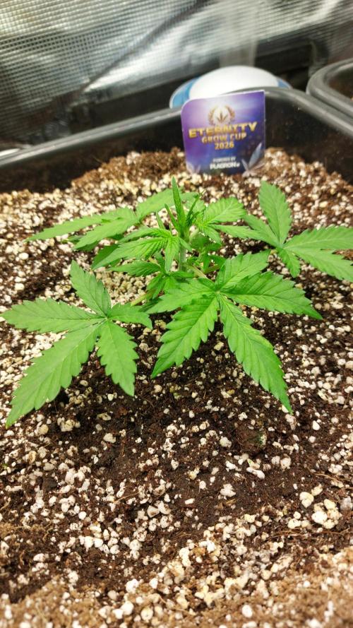 Sticky Broccoli Auto. Week 4