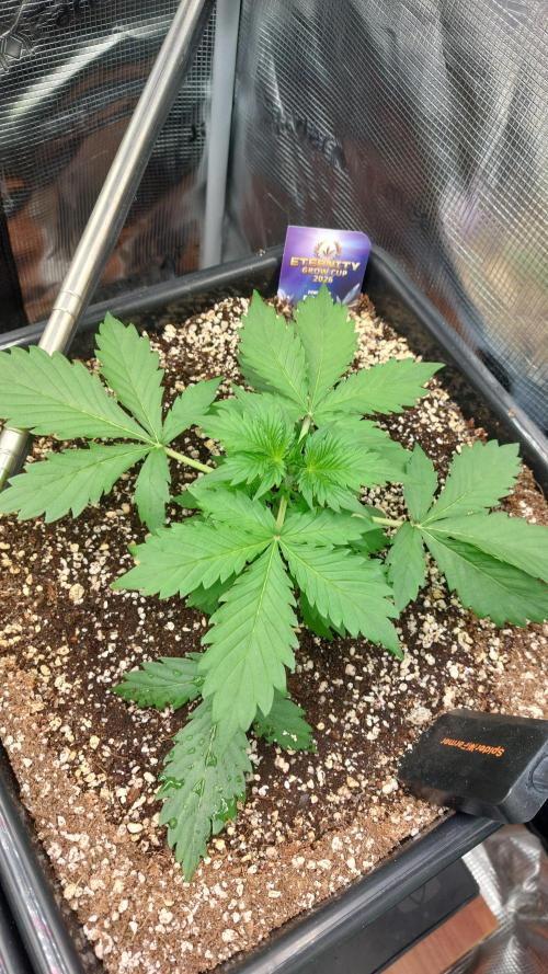 Sticky Broccoli Auto. Week 4