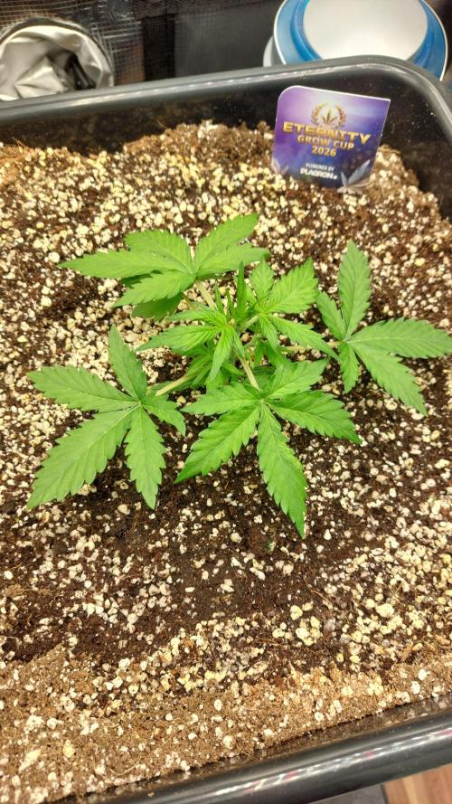 Sticky Broccoli Auto. Week 4