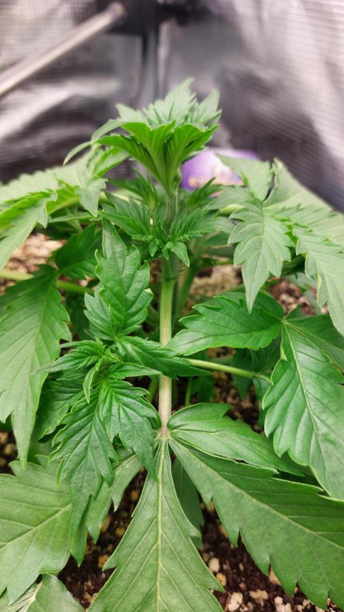 Sticky Broccoli Auto. Week 4