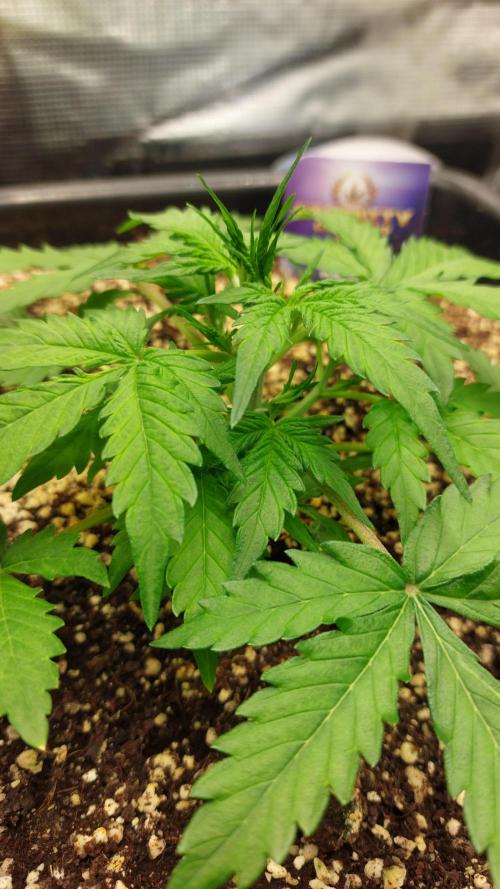 Sticky Broccoli Auto. Week 4