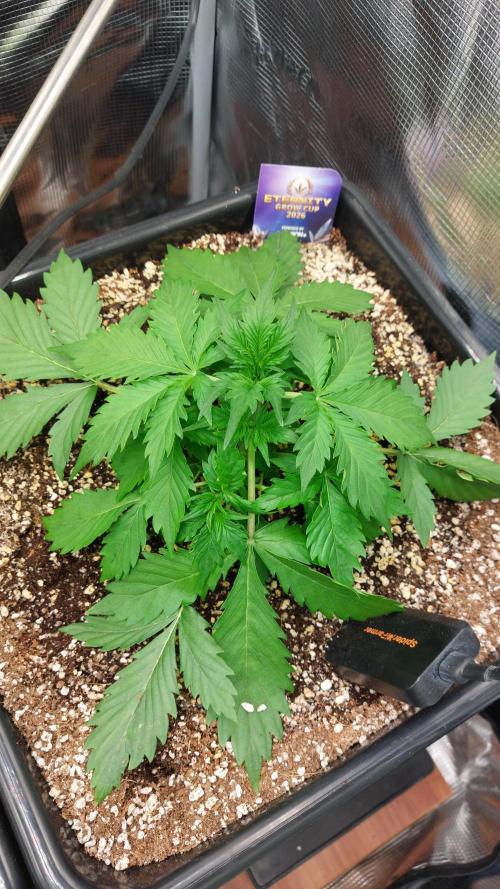 Sticky Broccoli Auto. Week 4