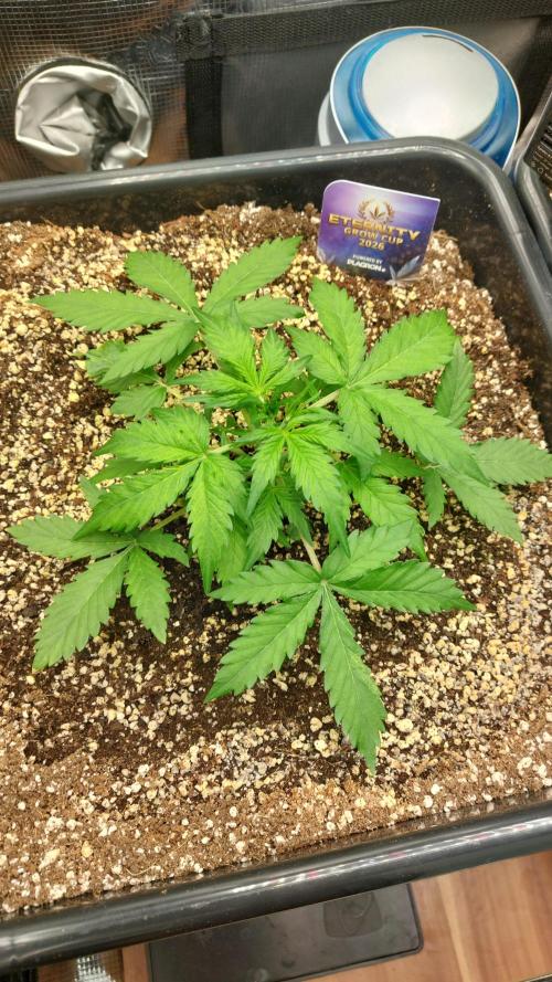Sticky Broccoli Auto. Week 4