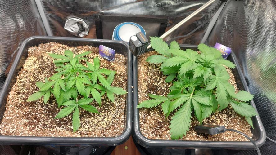 Sticky Broccoli Auto. Week 4