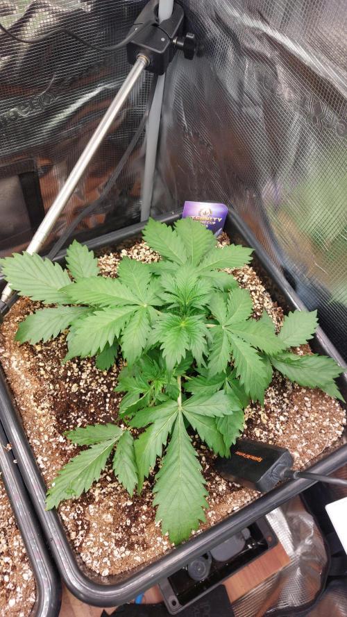 Sticky Broccoli Auto. Week 4