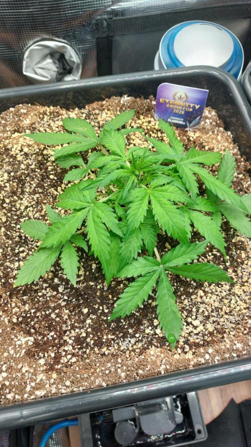 Sticky Broccoli Auto. Week 4