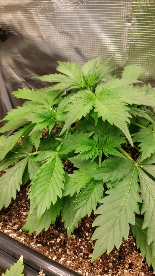Sticky Broccoli Auto. Week 4