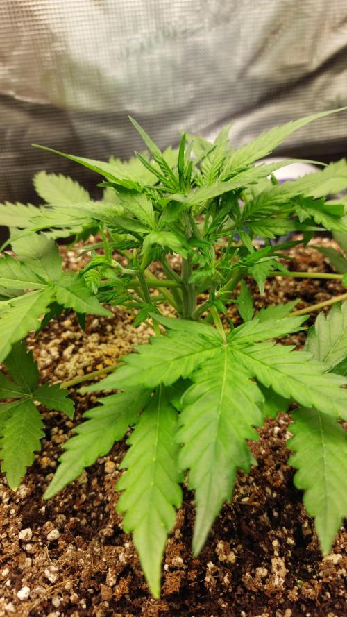 Sticky Broccoli Auto. Week 4