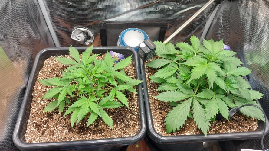 Sticky Broccoli Auto. Week 4