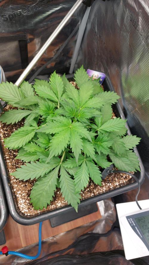 Sticky Broccoli Auto. Week 4