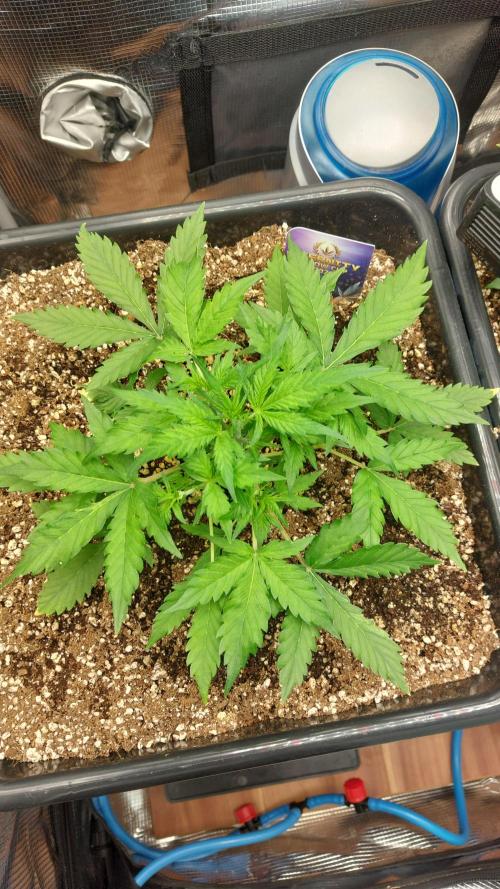 Sticky Broccoli Auto. Week 4