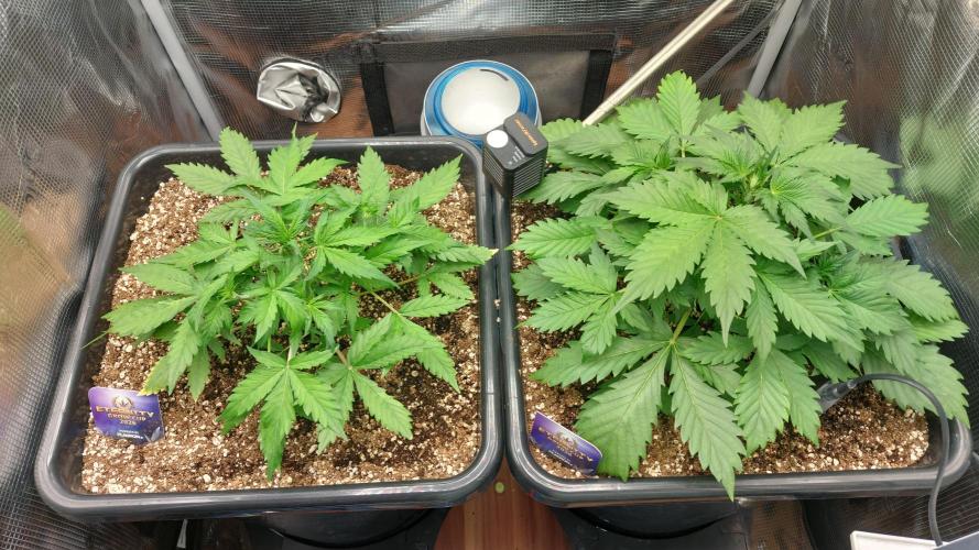 Sticky Broccoli Auto. Week 4