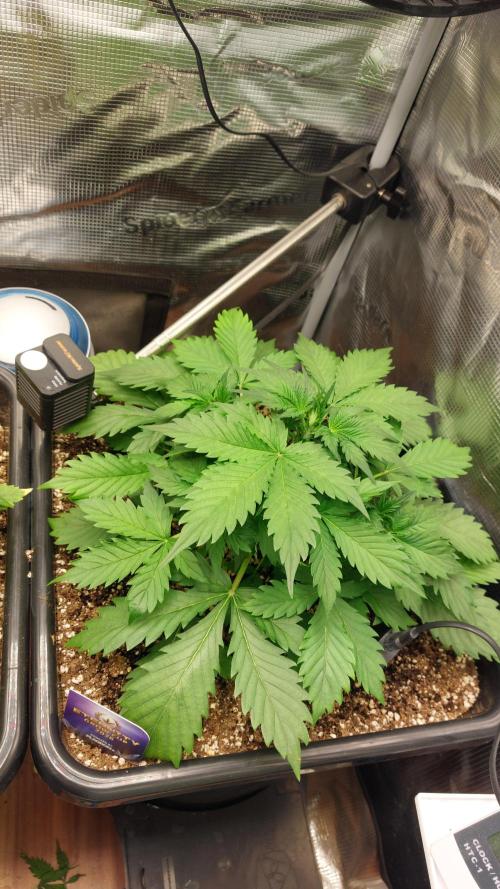 Sticky Broccoli Auto. Week 4