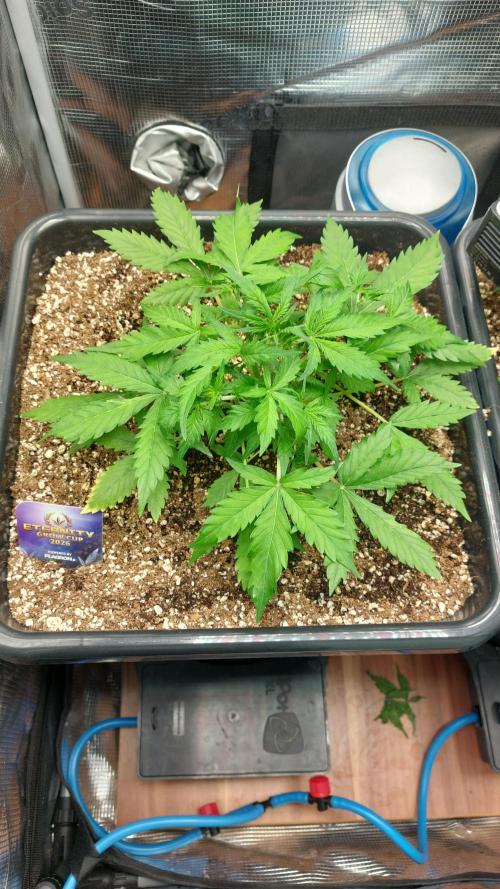 Sticky Broccoli Auto. Week 4