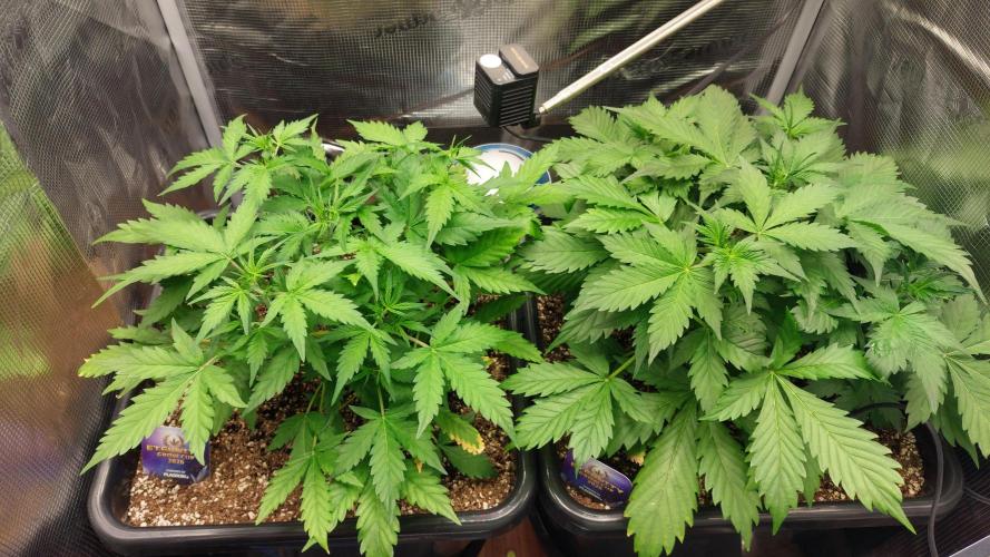 Sticky Broccoli Auto. Week 5