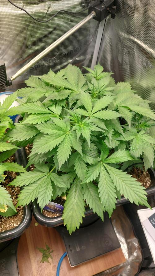 Sticky Broccoli Auto. Week 5