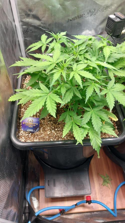 Sticky Broccoli Auto. Week 5