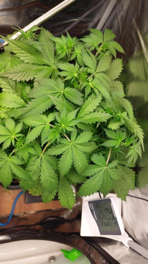 Sticky Broccoli Auto. Week 5