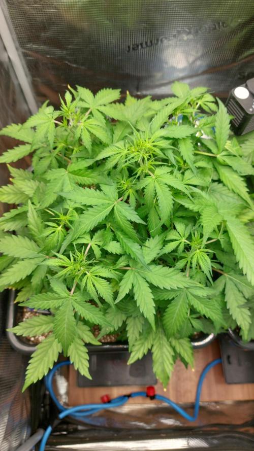 Sticky Broccoli Auto. Week 5