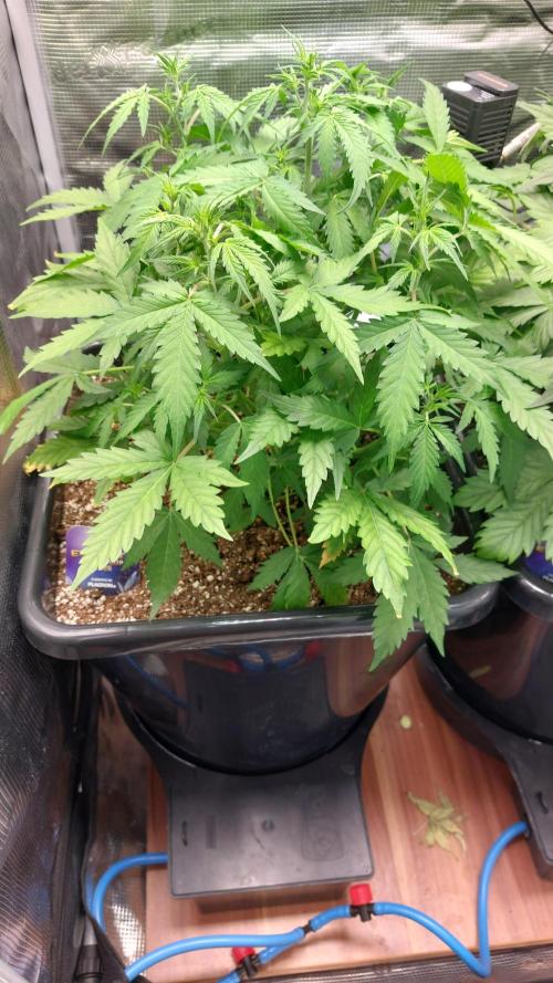 Sticky Broccoli Auto. Week 5