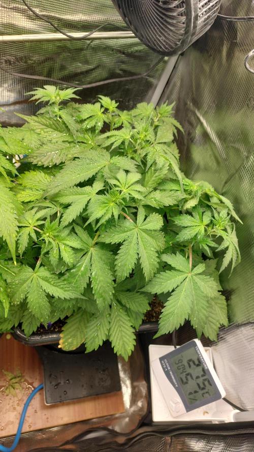 Sticky Broccoli Auto. Week 6