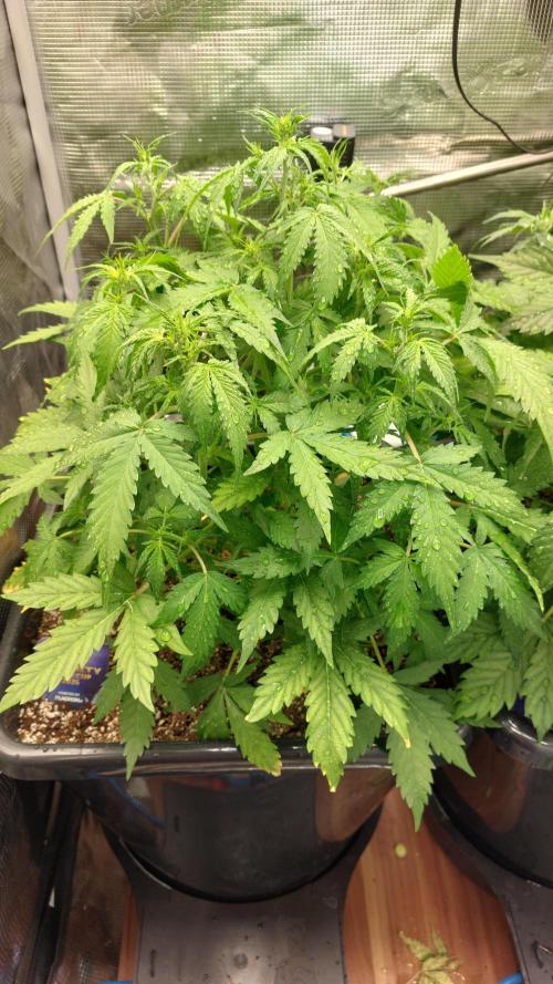 Sticky Broccoli Auto. Week 6