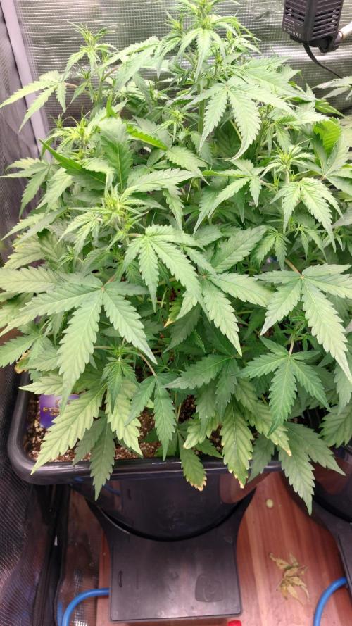 Sticky Broccoli Auto. Week 6