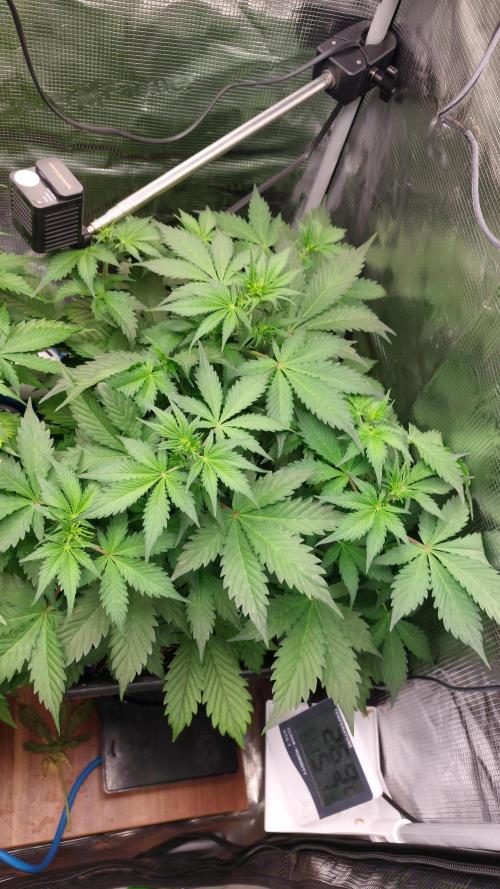 Sticky Broccoli Auto. Week 6