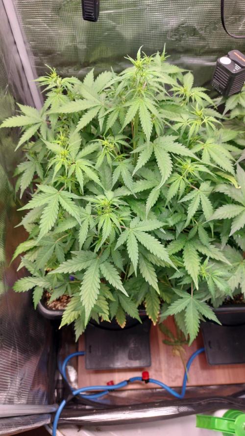 Sticky Broccoli Auto. Week 6