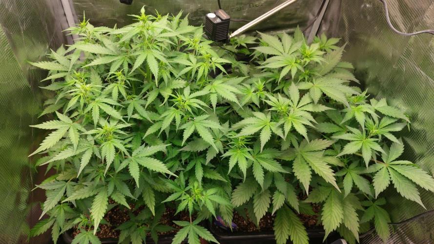 Sticky Broccoli Auto. Week 6