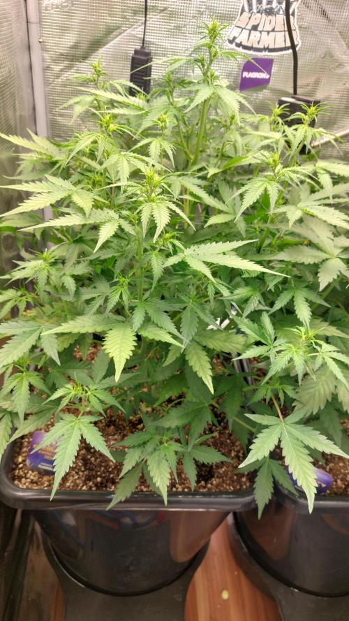 Sticky Broccoli Auto. Week 6