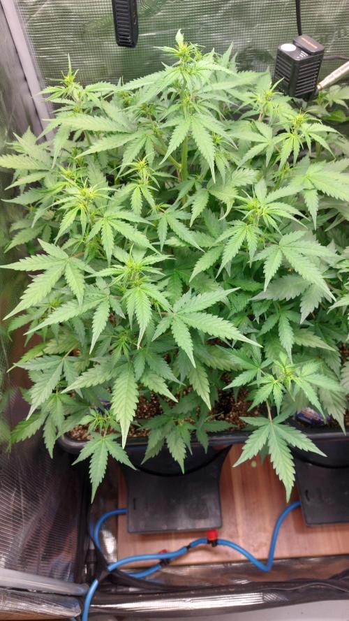 Sticky Broccoli Auto. Week 6