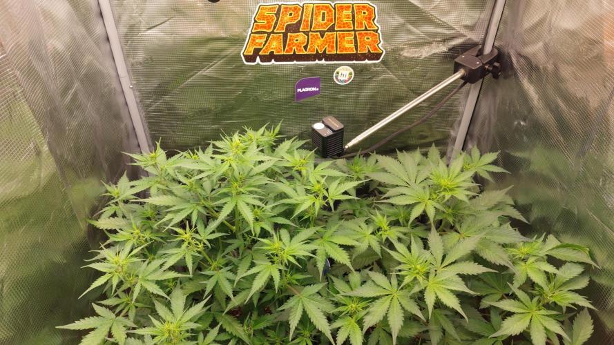 Sticky Broccoli Auto. Week 6