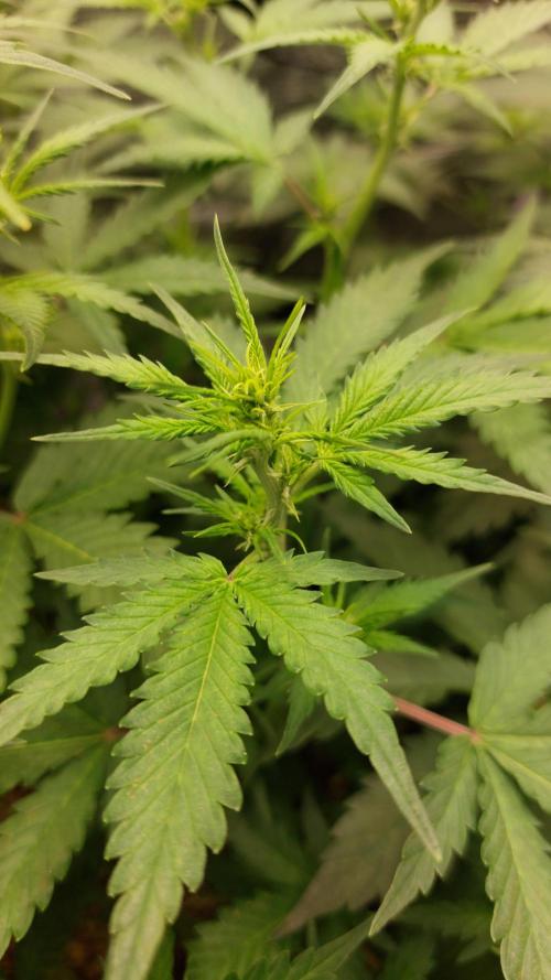 Sticky Broccoli Auto. Week 6
