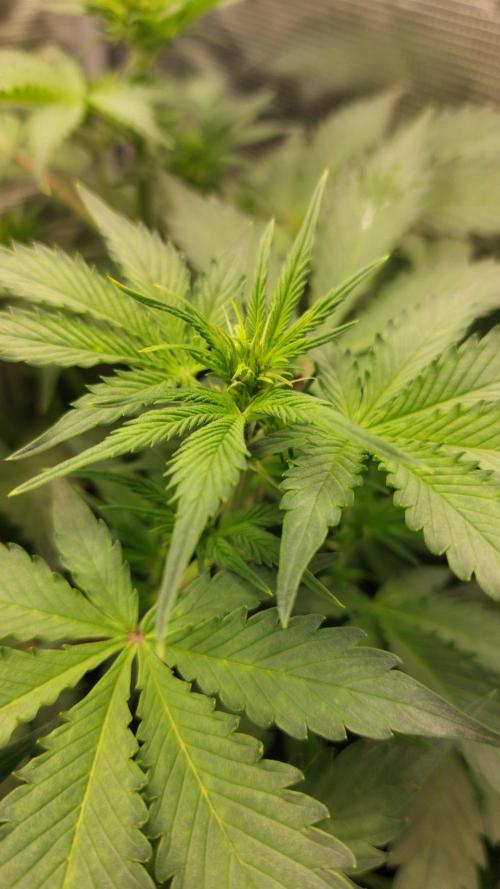 Sticky Broccoli Auto. Week 6