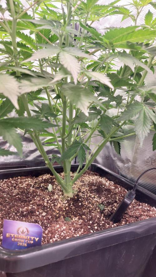 Sticky Broccoli Auto. Week 6