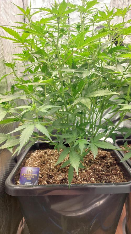 Sticky Broccoli Auto. Week 6