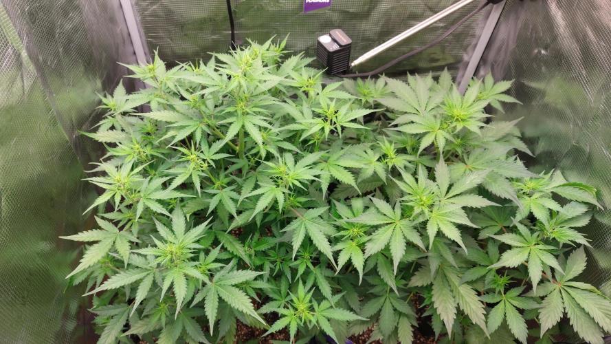 Sticky Broccoli Auto. Week 6