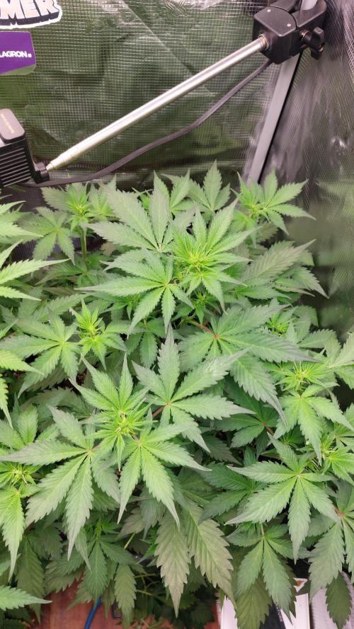 Sticky Broccoli Auto. Week 6