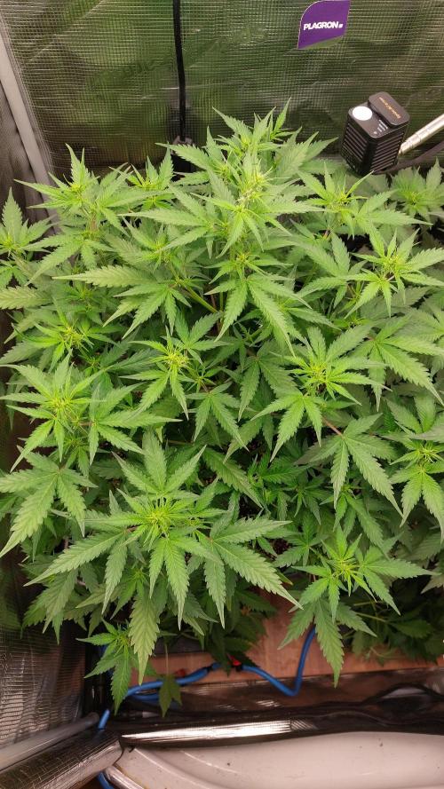 Sticky Broccoli Auto. Week 6